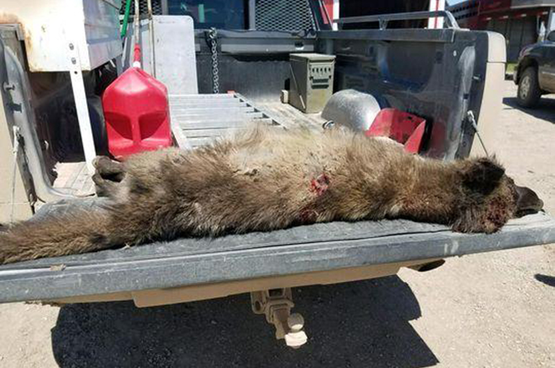 Foto: Servicio de Pesca y Vida Salvaje de Montana